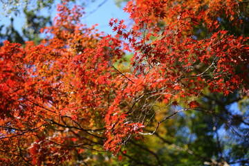 紅葉