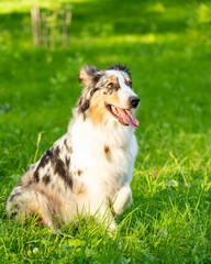 Obedience training. Full length of curious spotted Australian Shepherd dog sitting in green grass, looking focused ahead with one paw raised up enjoying sunny day and playing games with owner outdoors