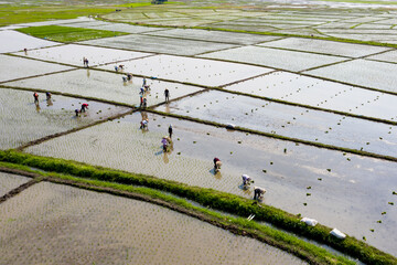 Aerial view of group of traditional asian farmer planting rice on a beautiful field filled with...