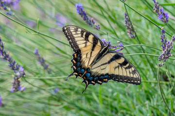 Fototapeta na wymiar Closeup of a Canada tiger swallowtail butterfly pollinating a lavender flower - Michigan