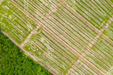 Aerial view or top view, furrows row pattern in paddy field near wild, Chiang Mai Thailand. Copy...