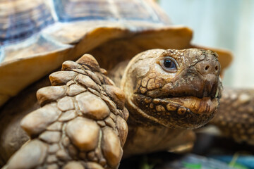 Naklejka premium Close up of african spurred tortoise or geochelone sulcata in the garden. Sulcata tortoise is looking at camera. Slow life.