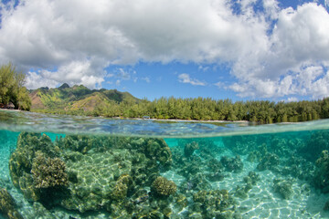 lagon de moorea -  polynesie francaise