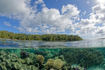 lagon de moorea -  polynesie francaise