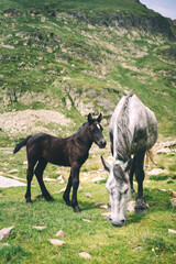Baby horse next for the mother