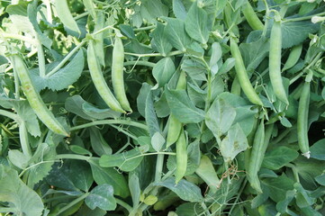 peas   plant in field