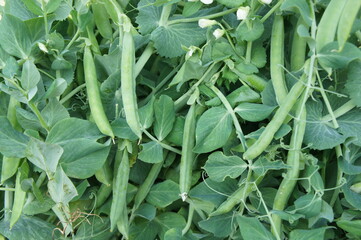 peas   plant in field