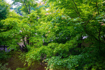 Obraz premium 群馬県吾妻郡草津町の草津温泉に旅行している風景 A scene from a trip to Kusatsu Onsen in Kusatsu-machi, Agatsuma-gun, Gunma Prefecture. 