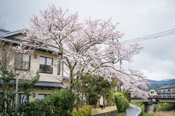 일본의 봄과 꽃