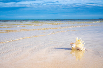 Fototapeta na wymiar Beautiful seashell on sandy beach in summer day. Concept Summer holidays. Beautiful beach. Top ten of tourist destination. Space for text.