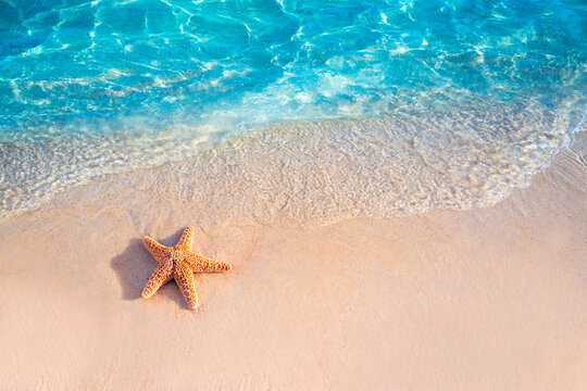 “Starfish On Beach” Bilder – Durchsuchen 344 Archivfotos