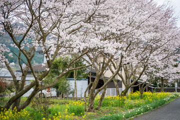 Fototapeta na wymiar 일본의 봄과 꽃