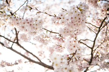 일본의 봄과 꽃