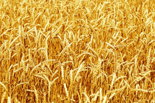 Ripe wheat in an agricultural field against blue sky with clouds. Autumnal Harvest time. Selective focus