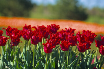 Fototapeta premium A huge field of bright, blooming tulips in the city park. Beauty of blooming field. Nature background. Spring flowers on a warm sunny day.