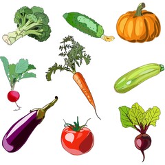 Collection of vegetables from the garden isolated on a white background.