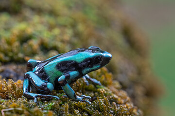 Beautiful blue poisoned dart frog sitting on the rock with bokeh background.