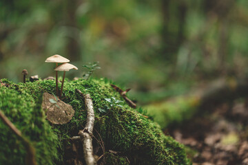 two small mushrooms on tree stump overgrown with green moss. Blurry forest natural background