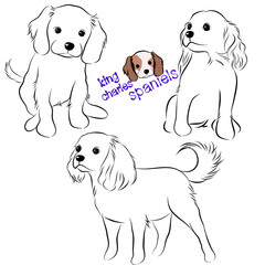 Doodle Cartoon spaniels illustration set in different poses. Cute sitting, running and lying vector dog isolated on white background