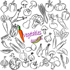Vegetable Doodles hand drawn illustration. 