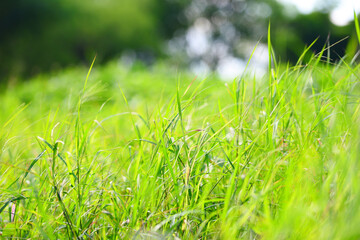 Nature green meadow beautiful summer natural with fresh green grass bokeh blur background bright sunny lush grass field under blue sunny sky outdoor countryside