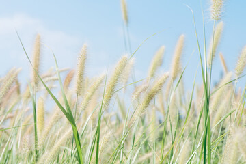 Common weed green foxtail close-up. Setaria viridis, green bristlegrass