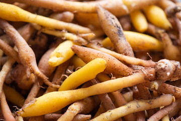 Kaempfer root for food and Thai or Chinese herbal medicine nature - Other names Fingerroot ( Chinese Ginger, Galingale, Kaempfer, Boesenbergia rotunda, Krachai )