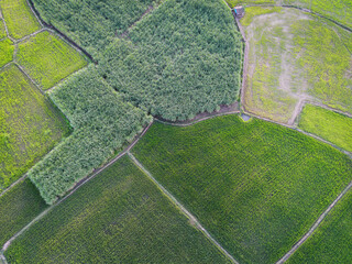 Aerial view field nature agricultural farm background, top view corn field and rice field from...