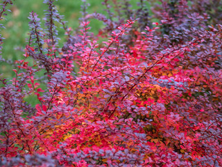 Bush of barberry in the autumn with dark red leaves. Bunches of bushes with red-orange leaves. Background image.