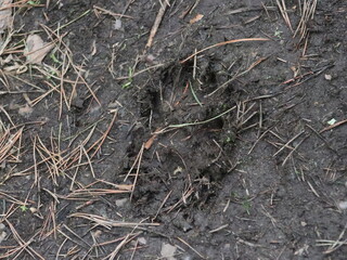 A bird lying on the ground