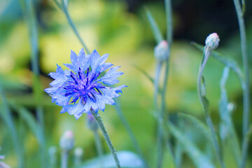 Blue cornflower flower in the garden on a natural background. Selective focus