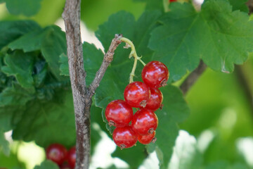 Red currant berries on a bush in the garden