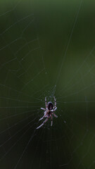 spider