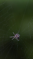 spider