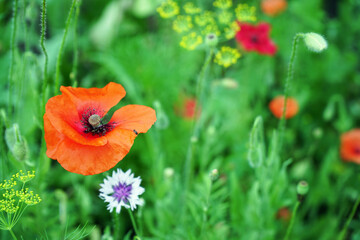 Fototapeta premium Red poppy flower on the garden bed