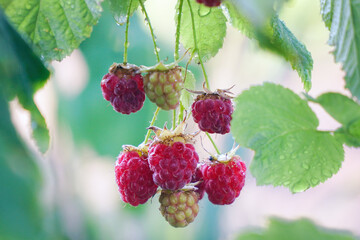 Red raspberries are slowly swaying on the bush