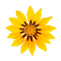 Large yellow flower Gazania with bright petals on white isolated