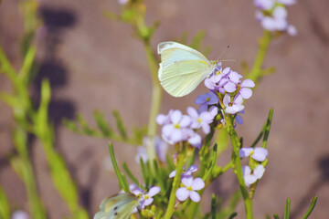 Beautiful White Butterfly on a Purple  Flower 