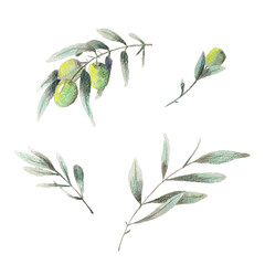 Paint of watercolor olive branch on  background. Paint watercolor texture. Botanical art. Use for design invitations, birthdays, weddings