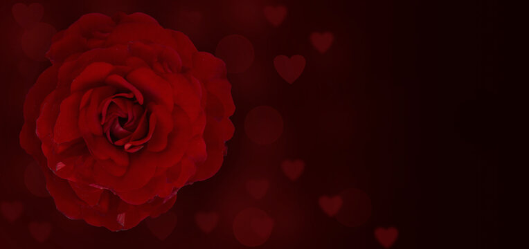 Close-up rose flower on a dark background with hearts blurred highlights, wide banner, place for text. © Yarr