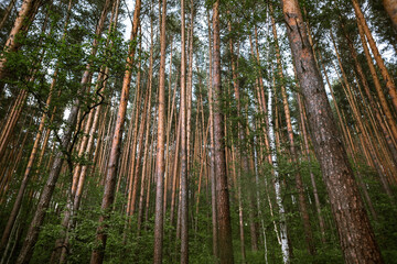 Fototapeta na wymiar Pine Forest at summer in Russia