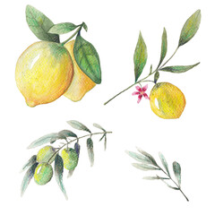Paint of watercolor leave olive branch and lemon on background. Botanical art. Use for design invitations, birthdays, weddings