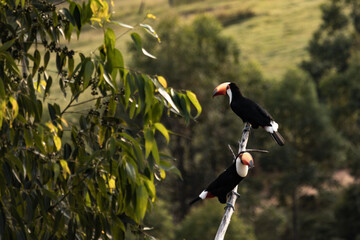 Toucans on a tree