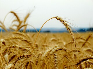 field of wheat