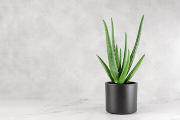 Aloe Vera in a flowerpot on table over grey wall background.