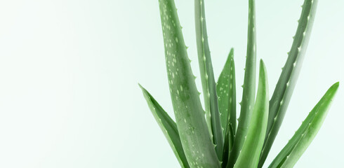 Aloe Vera plant over green background with copy space. Aloe vera for natural cosmetics and alternative medicine.