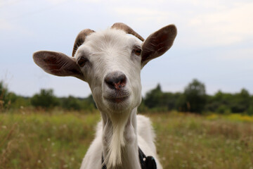 Portrait of a curious funny white goat on a meadow against sky