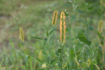 Beautiful summer landscape with spikelets of wild plants against the sun on the field. Sunbeams on the grass