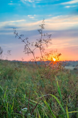 Obraz premium Tall grass in a green meadow. Warm summer evening with a bright meadow at sunset.