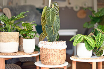Exotic 'Philodendron Melanochrysum' houseplant with long velvel leaves in basket flower pot on table with other plants in background © Firn